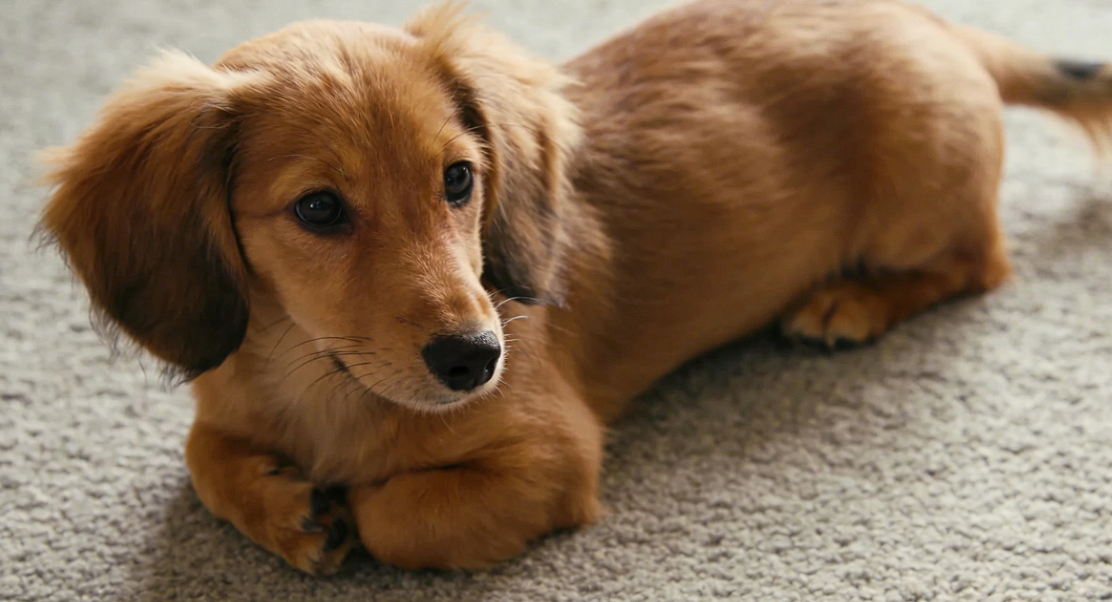 聲聲入心：當狗狗為你吠叫，它在訴說什么？