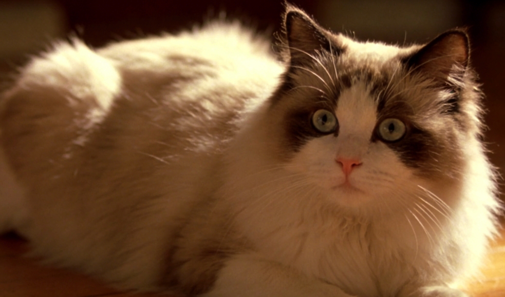 科學解讀貓咪吐毛球的生理真相與守護之道