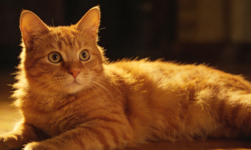 清泉知冷暖：科學解讀貓咪飲水偏好的溫柔真相