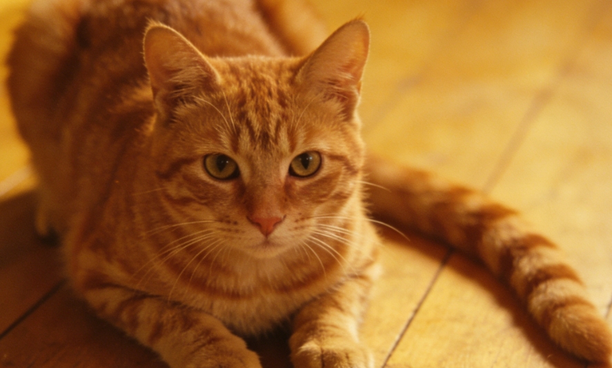 光影捕手：解碼貓咪追逐光點的本能詩篇與科學陪伴