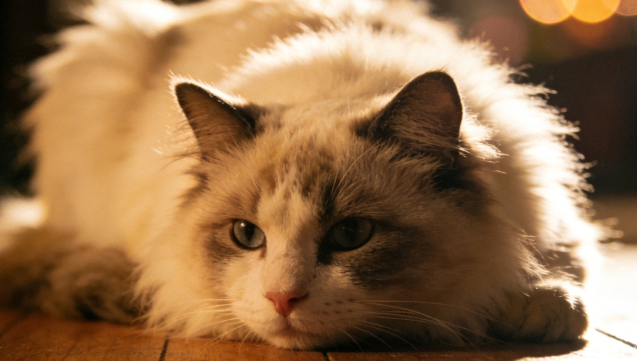 尾部輕語：科學解讀貓咪舔舐行為的健康密碼與溫柔守護