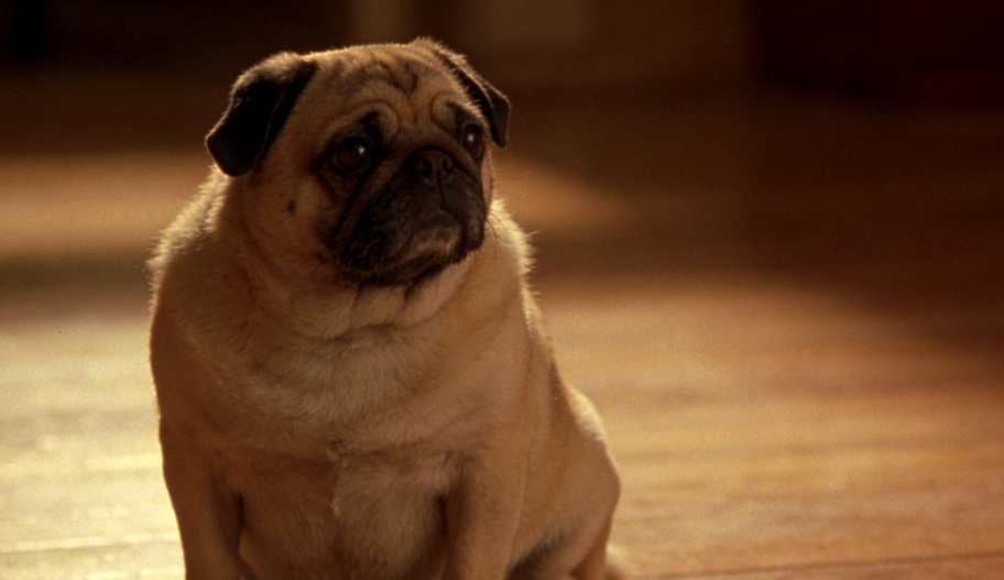 鼻尖輕語：讀懂小狗舔鼻頭背后的溫柔密碼與健康信號