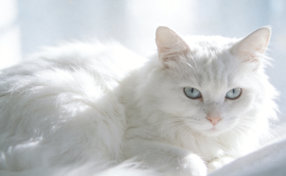 爪尖戲水：解碼貓咪“巴拉水”背后的本能、好奇與健康信號